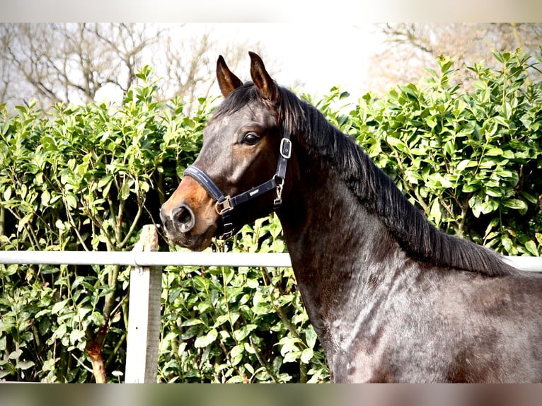 Oldenburgo Caballo castrado 3 años 168 cm Castaño oscuro in Essen (Oldenburg)