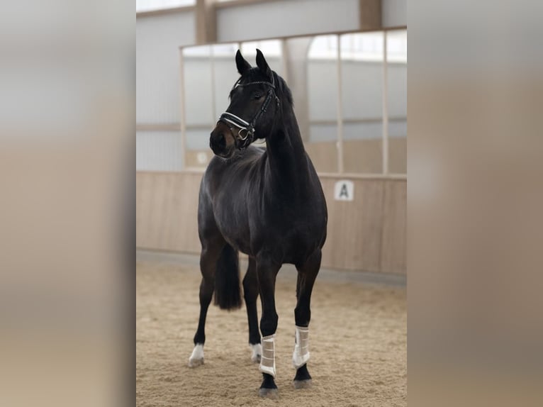 Oldenburgo Caballo castrado 3 años 168 cm Castaño oscuro in Fuldabrück