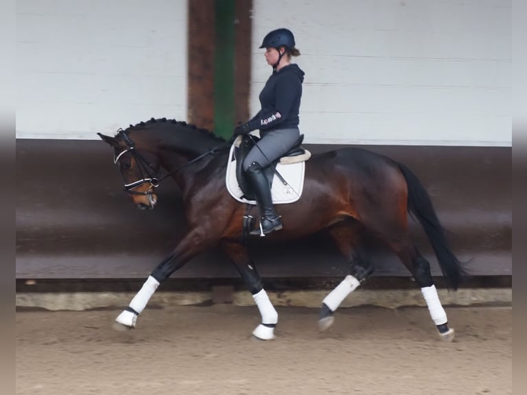 Oldenburgo Caballo castrado 3 años 168 cm Castaño oscuro in Bramsche