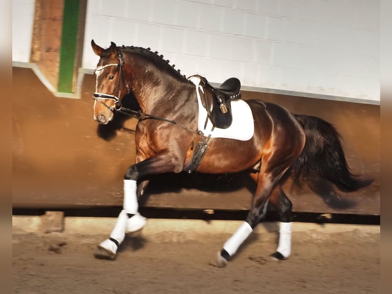 Oldenburgo Caballo castrado 3 años 168 cm Castaño oscuro in Bramsche