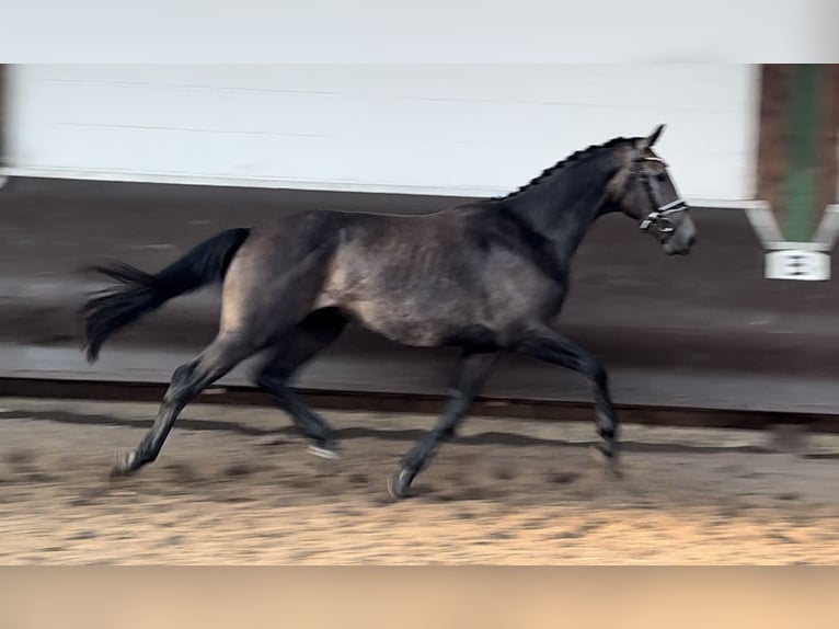 Oldenburgo Caballo castrado 3 años 168 cm Musgo marrón in Bramsche