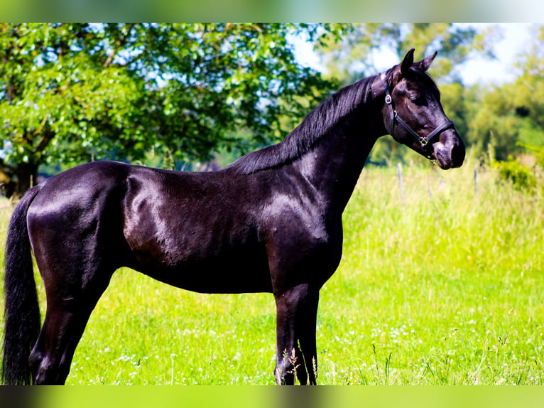 Oldenburgo Caballo castrado 3 años 168 cm Negro in Weiterstadt