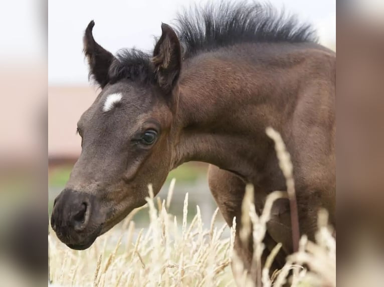 Oldenburgo Caballo castrado 3 años 168 cm Negro in Ebenfurth