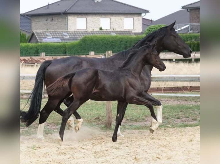 Oldenburgo Caballo castrado 3 años 168 cm Negro in Ebenfurth