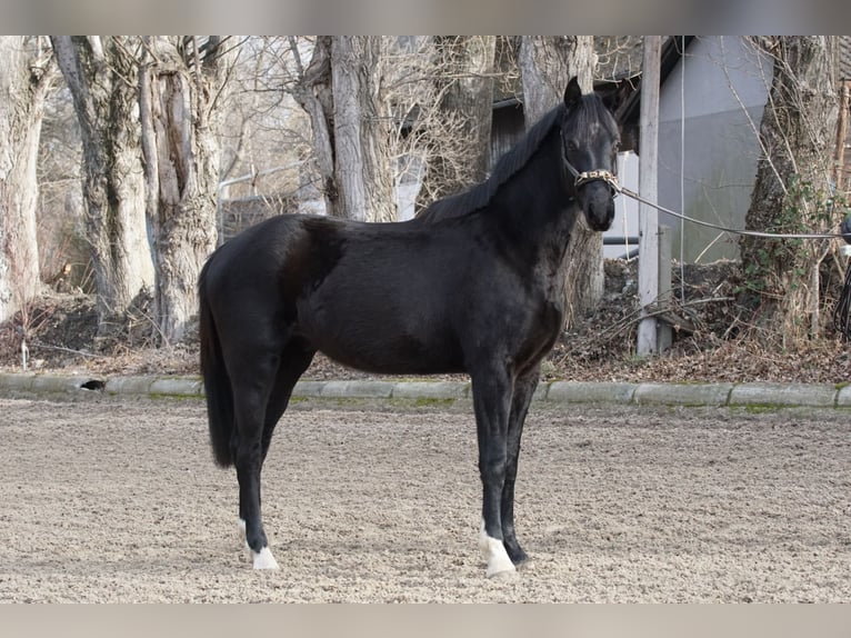 Oldenburgo Caballo castrado 3 años 168 cm Negro in Ebenfurth