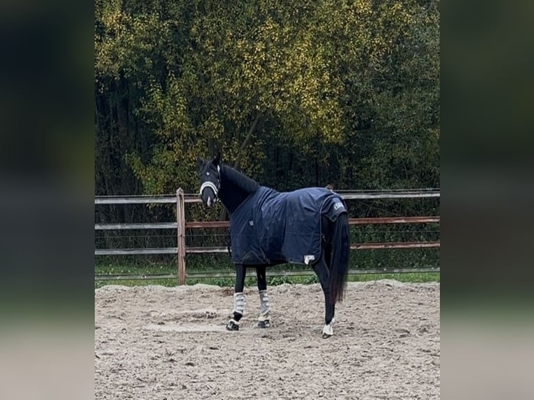 Oldenburgo Caballo castrado 3 años 168 cm Negro in Syke