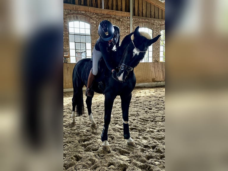 Oldenburgo Caballo castrado 3 años 168 cm Negro in Unna