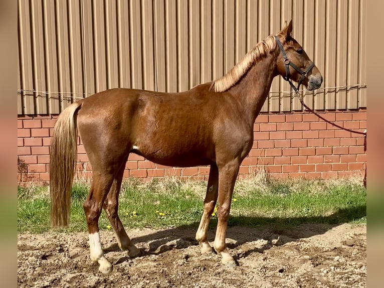 Oldenburgo Caballo castrado 3 años 169 cm Alazán in Bassum