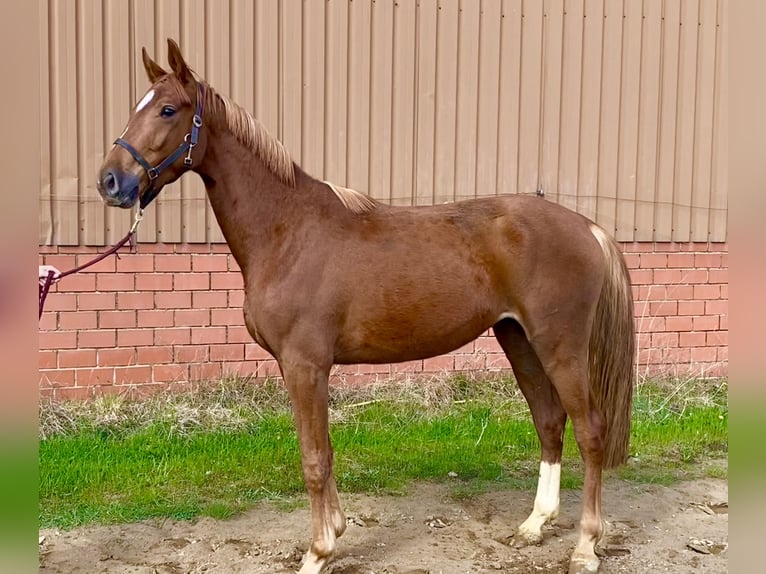 Oldenburgo Caballo castrado 3 años 169 cm Alazán in Bassum