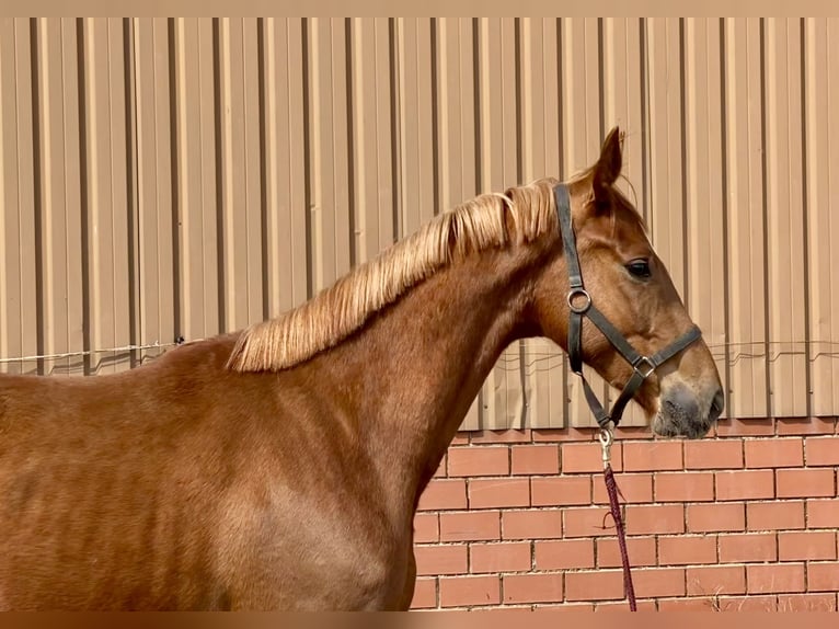 Oldenburgo Caballo castrado 3 años 169 cm Alazán in Bassum