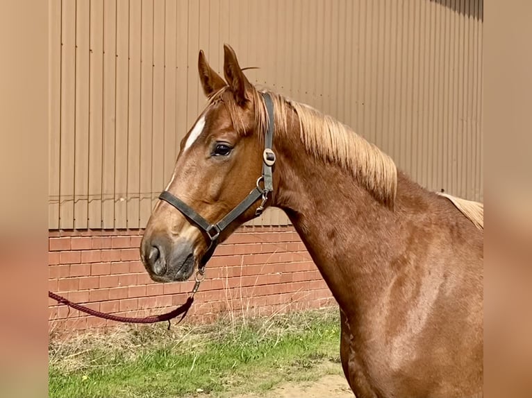 Oldenburgo Caballo castrado 3 años 169 cm Alazán in Bassum