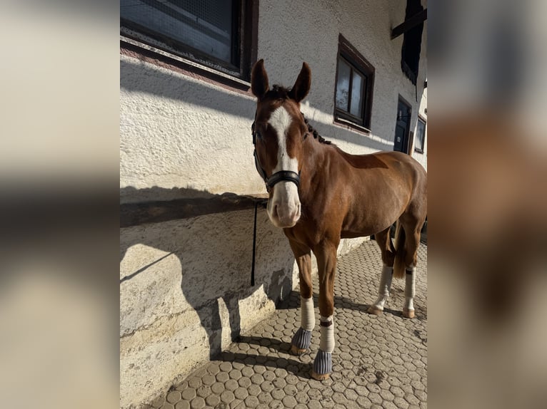 Oldenburgo Caballo castrado 3 años 169 cm Alazán-tostado in München