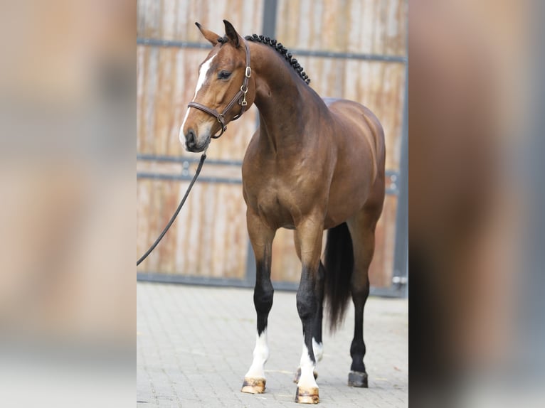 Oldenburgo Caballo castrado 3 años 169 cm Castaño in Zieuwent