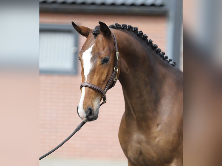 Oldenburgo Caballo castrado 3 años 169 cm Castaño in Zieuwent