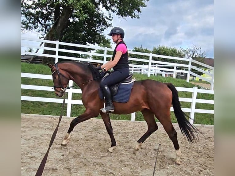 Oldenburgo Caballo castrado 3 años 169 cm Castaño in Wolfsbach