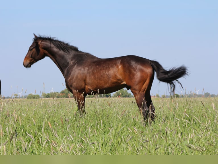 Oldenburgo Caballo castrado 3 años 169 cm Castaño oscuro in Dornumersiel