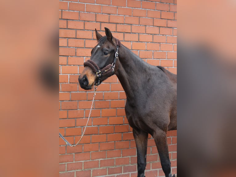 Oldenburgo Caballo castrado 3 años 169 cm Castaño oscuro in Höltinghausen