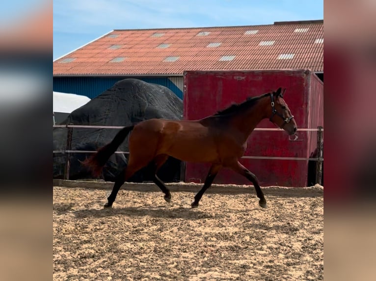 Oldenburgo Caballo castrado 3 años 169 cm Castaño oscuro in Woubrugge