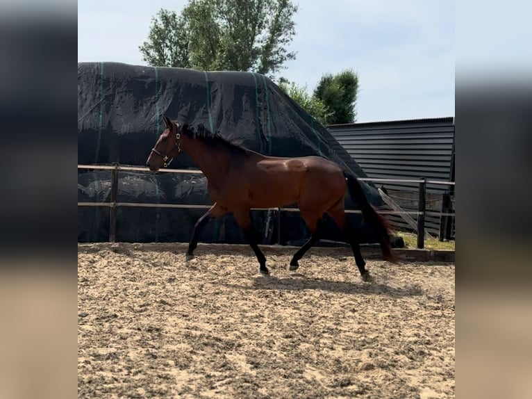 Oldenburgo Caballo castrado 3 años 169 cm Castaño oscuro in Woubrugge