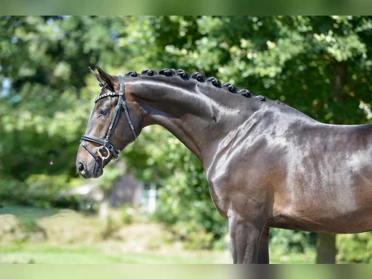 Oldenburgo Caballo castrado 3 años 169 cm Morcillo in Großefehn Ostgroßefehn