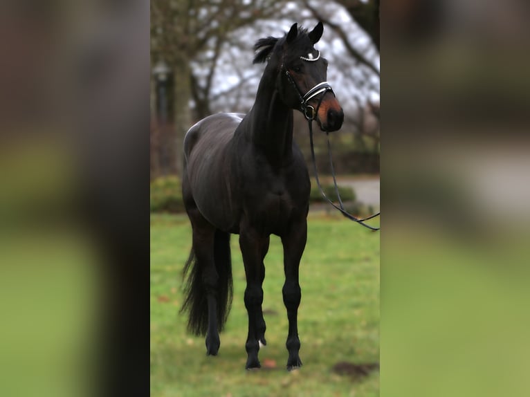 Oldenburgo Caballo castrado 3 años 169 cm Morcillo in Rehburg-Loccum Münchehagen
