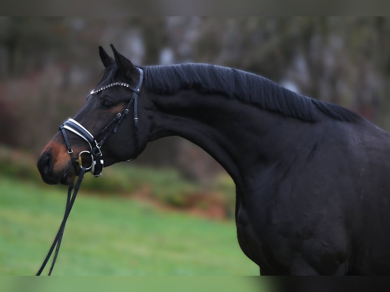 Oldenburgo Caballo castrado 3 años 169 cm Morcillo in Rehburg-Loccum Münchehagen