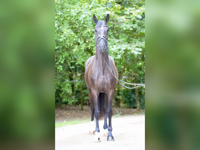 Oldenburgo Caballo castrado 3 años 169 cm Negro in Lohne (Oldenburg)