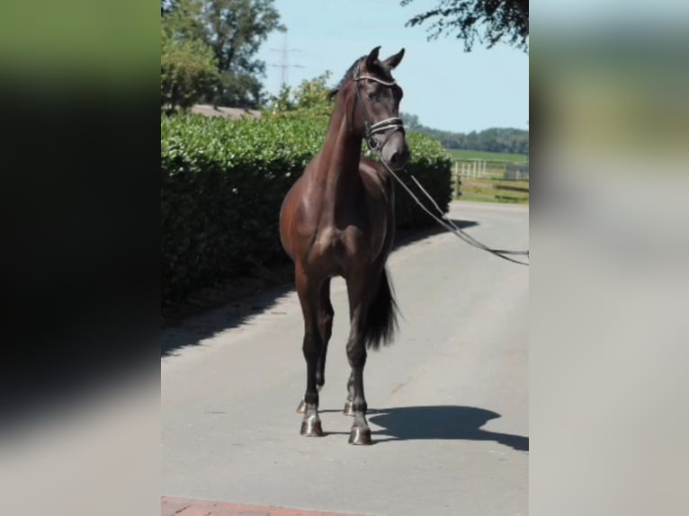 Oldenburgo Caballo castrado 3 años 169 cm Negro in Vechta