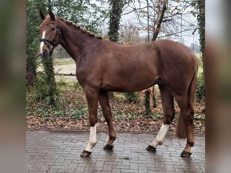 Oldenburgo Caballo castrado 3 años 170 cm Alazán in Borstel