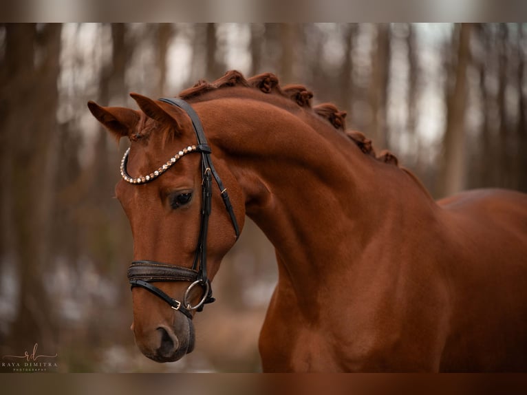 Oldenburgo Caballo castrado 3 años 170 cm Alazán in Wehringen