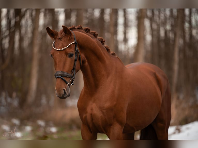 Oldenburgo Caballo castrado 3 años 170 cm Alazán in Wehringen