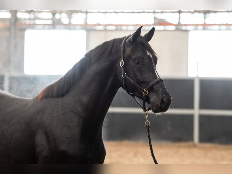 Oldenburgo Caballo castrado 3 años 170 cm Alazán-tostado in GROTE-BROGEL