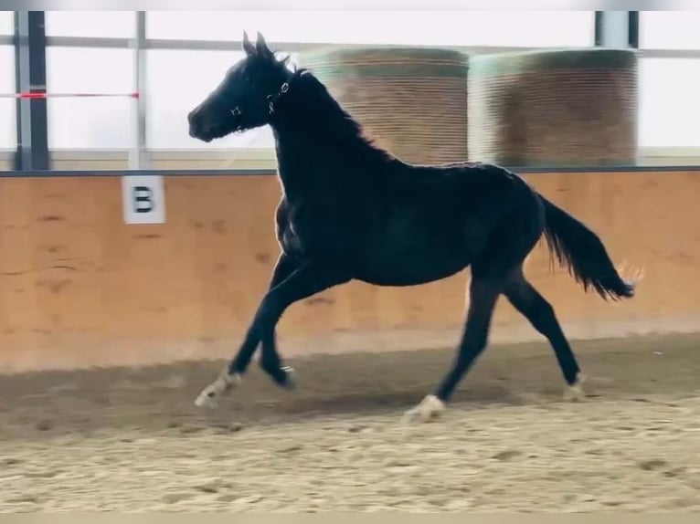 Oldenburgo Caballo castrado 3 años 170 cm Castaño oscuro in Hildesheim