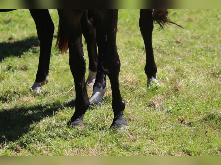 Oldenburgo Caballo castrado 3 años 170 cm Castaño oscuro in GROTE-BROGEL