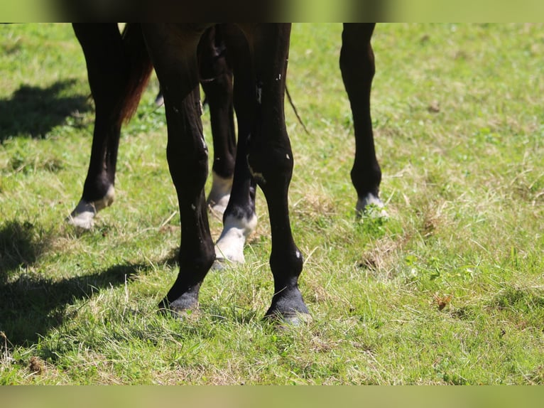 Oldenburgo Caballo castrado 3 años 170 cm Castaño oscuro in GROTE-BROGEL