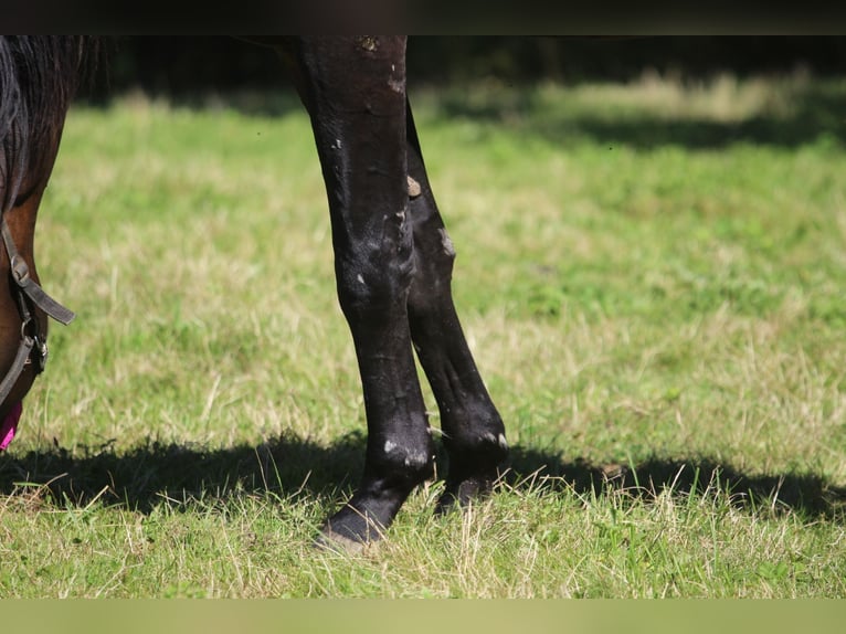 Oldenburgo Caballo castrado 3 años 170 cm Castaño oscuro in GROTE-BROGEL