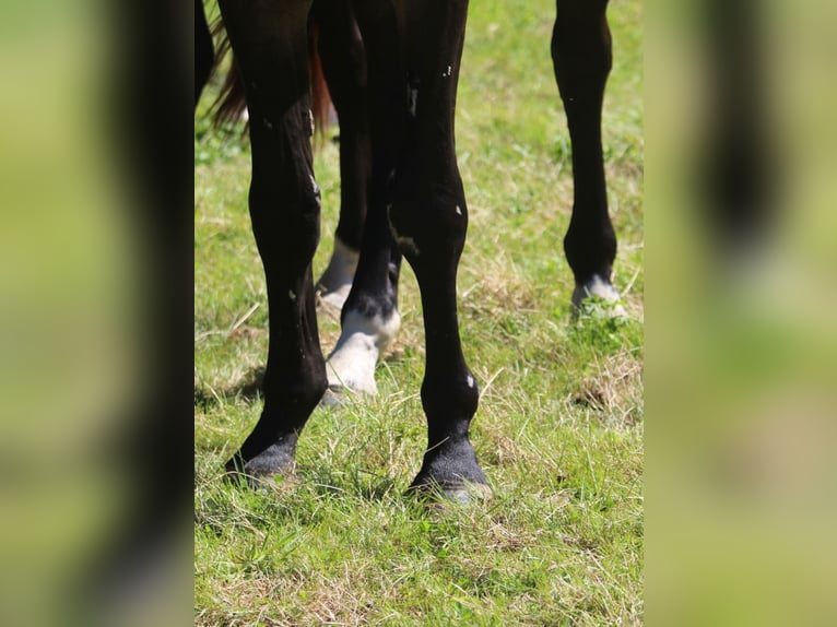 Oldenburgo Caballo castrado 3 años 170 cm Castaño oscuro in GROTE-BROGEL