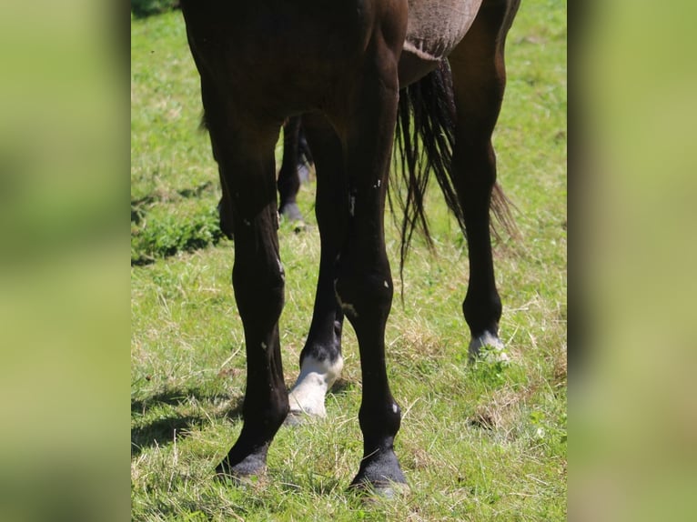 Oldenburgo Caballo castrado 3 años 170 cm Castaño oscuro in GROTE-BROGEL