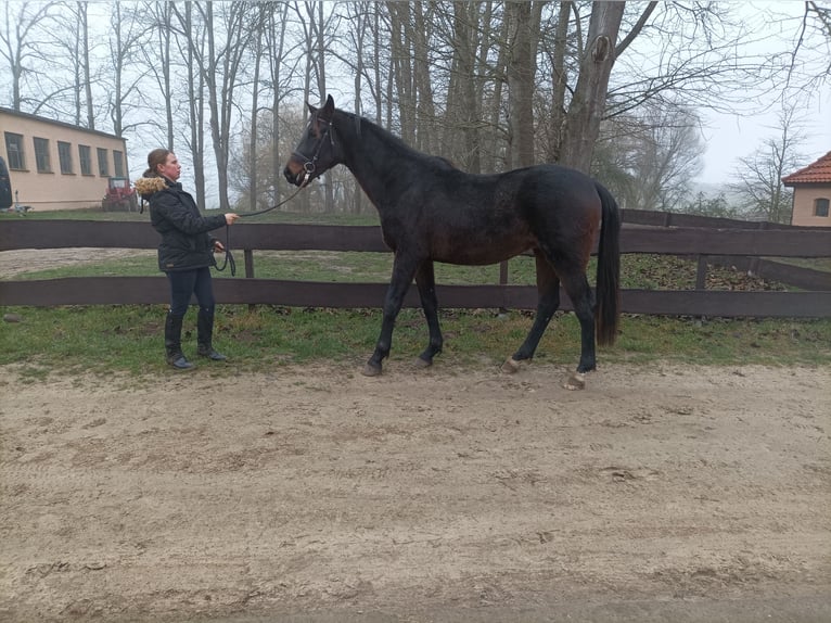 Oldenburgo Mestizo Caballo castrado 3 años 170 cm Morcillo in Gutow