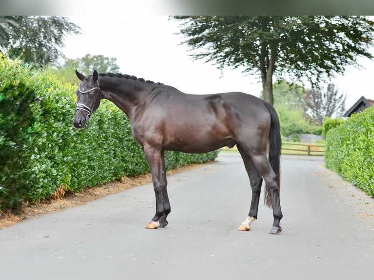 Oldenburgo Caballo castrado 3 años 170 cm Negro in Hude (Oldenburg)