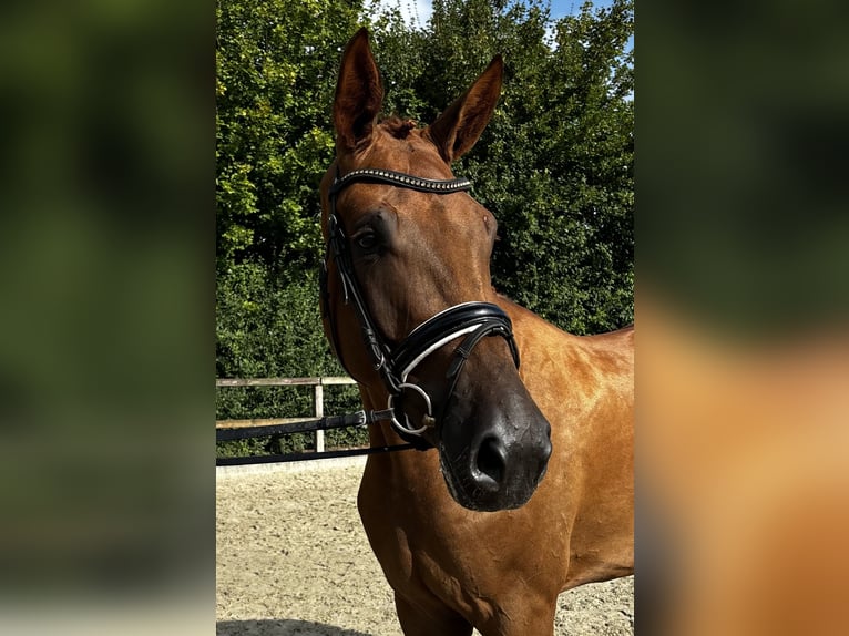 Oldenburgo Caballo castrado 3 años 171 cm Alazán in Lohne (Oldenburg)