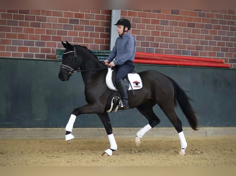 Oldenburgo Caballo castrado 3 años 171 cm Negro in Lingen