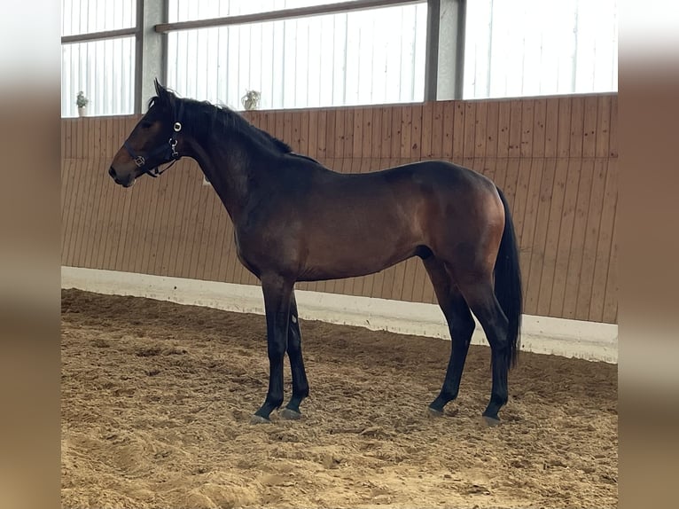 Oldenburgo Caballo castrado 3 años 172 cm Castaño in Verl