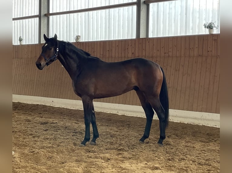 Oldenburgo Caballo castrado 3 años 172 cm Castaño in Verl