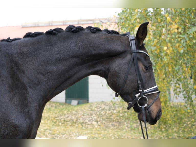 Oldenburgo Caballo castrado 3 años 173 cm Castaño oscuro in Groß Kreutz