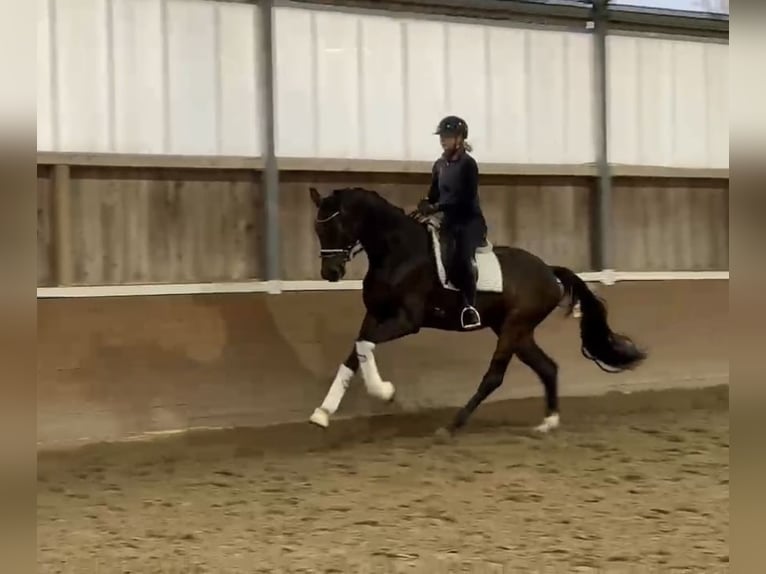 Oldenburgo Caballo castrado 3 años 173 cm Castaño oscuro in Groß Kreutz