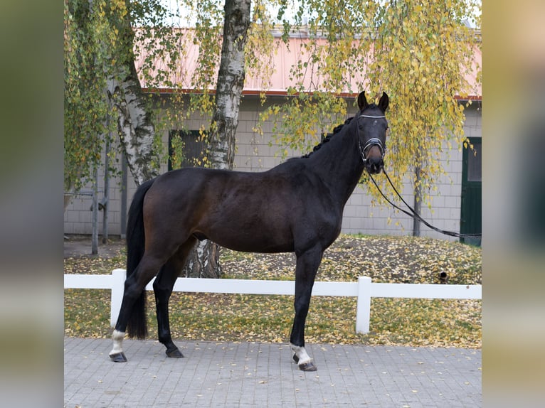 Oldenburgo Caballo castrado 3 años 173 cm Castaño oscuro in Groß Kreutz