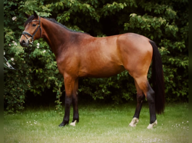Oldenburgo Caballo castrado 3 años 174 cm Castaño in Bassum