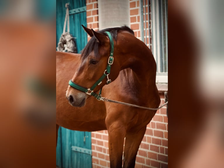 Oldenburgo Caballo castrado 3 años 174 cm Castaño in Bassum