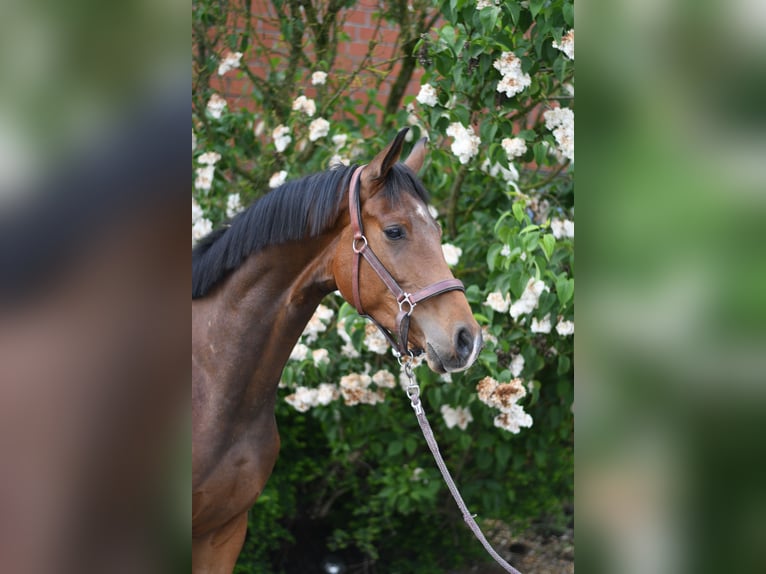 Oldenburgo Caballo castrado 3 años 174 cm Castaño in Geilenkirchen